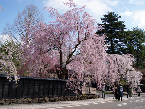 2016桜まつり